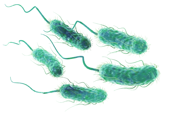 Nosocomial infections